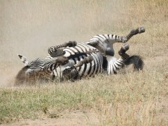 Zebra's one by one follow and rolling in same spot, get up and continue