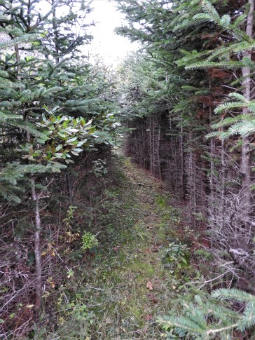Trail through the woods from Farley Mowat's home in River Bourgeois, Cape Breton