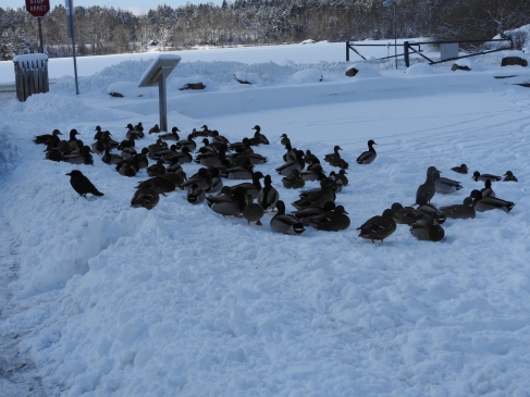 Ducks resting in the snow on side of the partially frozen pond