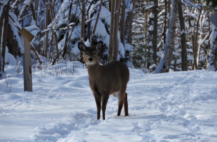 Deer on the trail in Rockwood Park