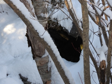 Cave opening through the snow cover