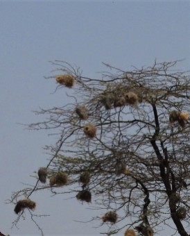 weaver bird nest in trees