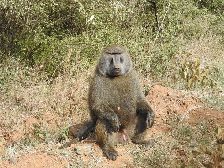 Large baboon that lunged up at me