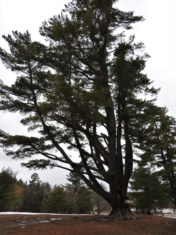 fantastic old pine tree